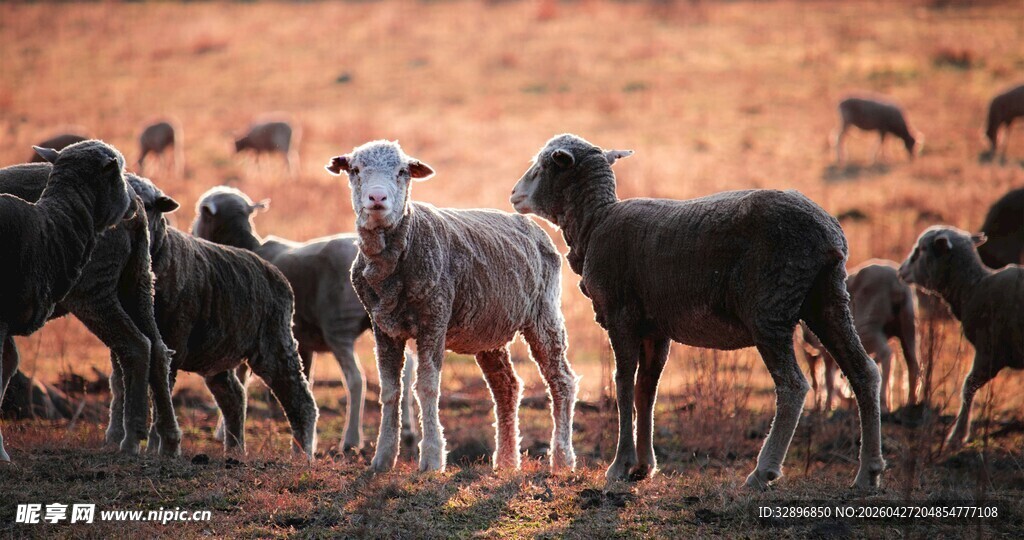 草原上的羊群