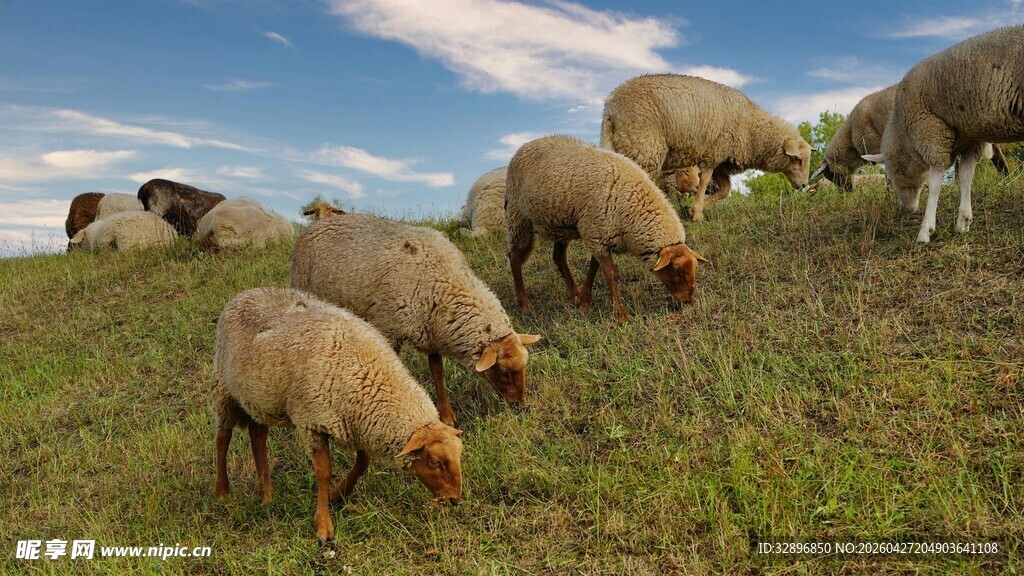 草原上的羊群悠然吃草