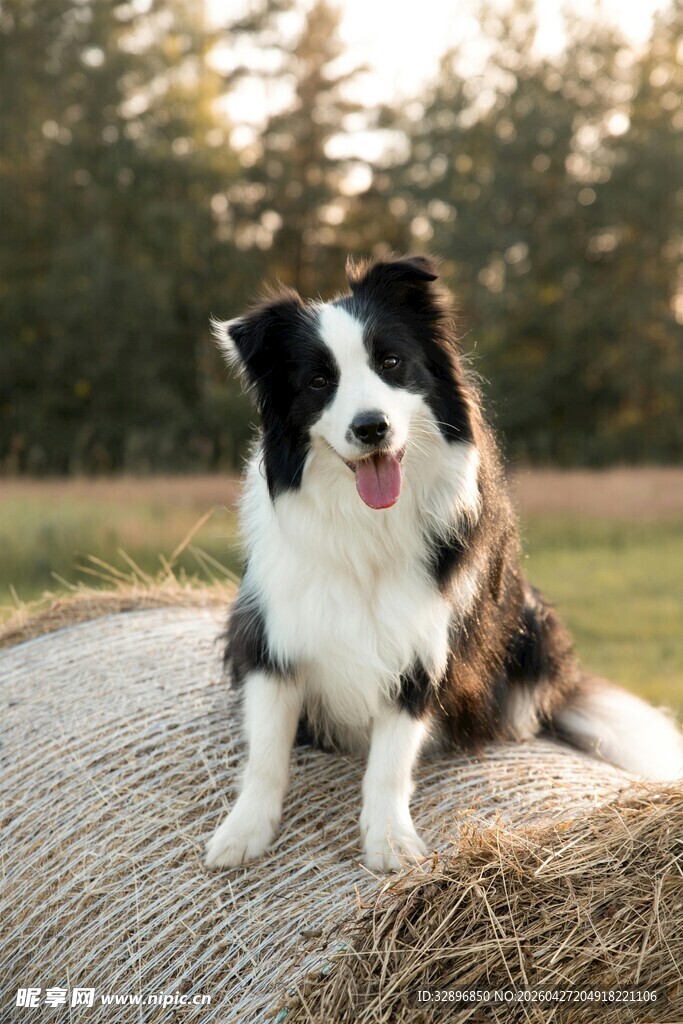 边牧趴卧在草垛上