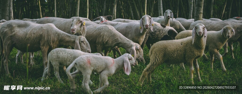 草原上的羊群