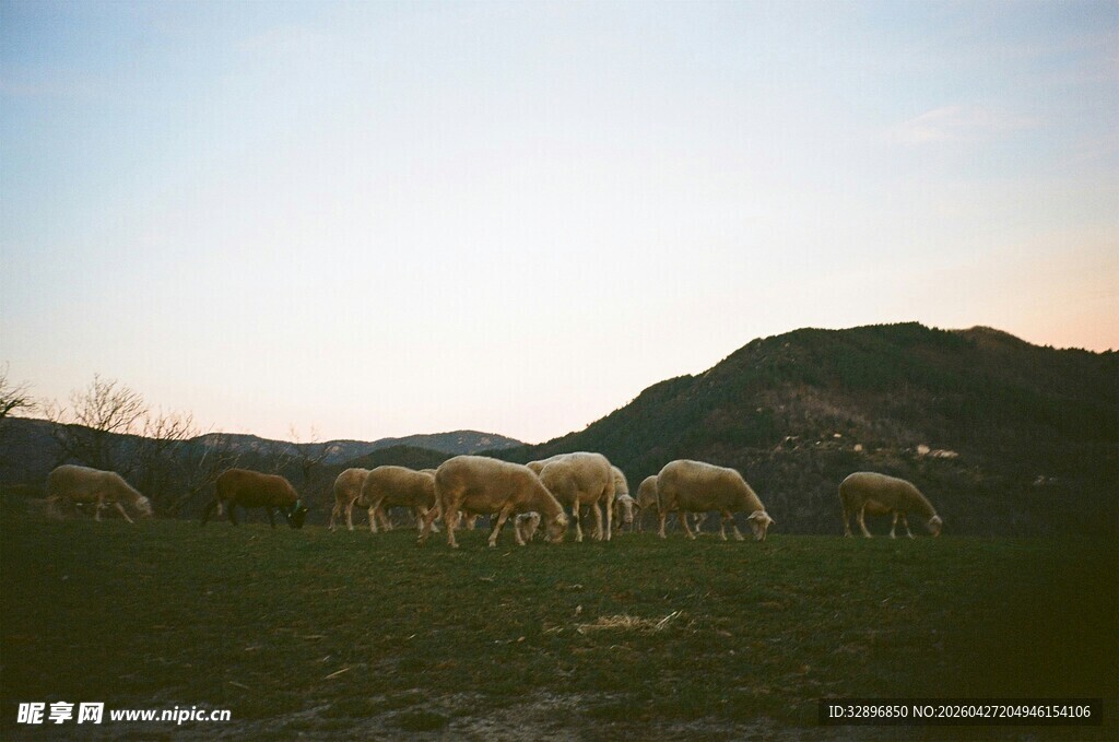 草原上的羊群