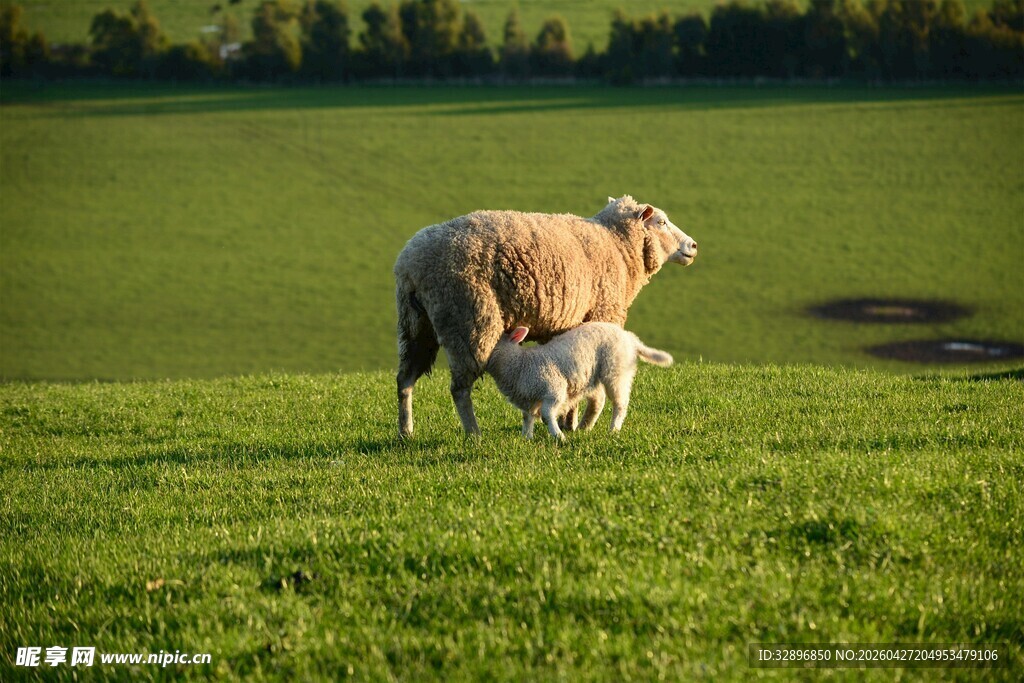 草原上的母羊与小羊羔