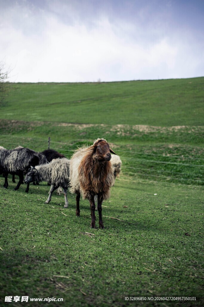 草原上的羊群