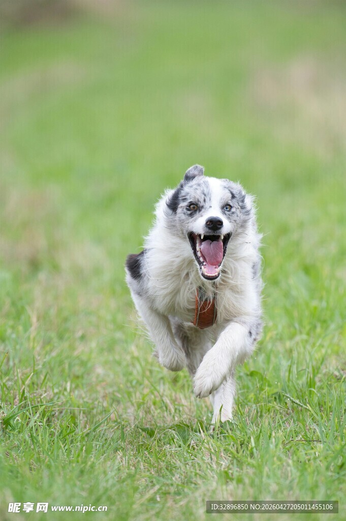 奔跑的喜乐蒂牧羊犬