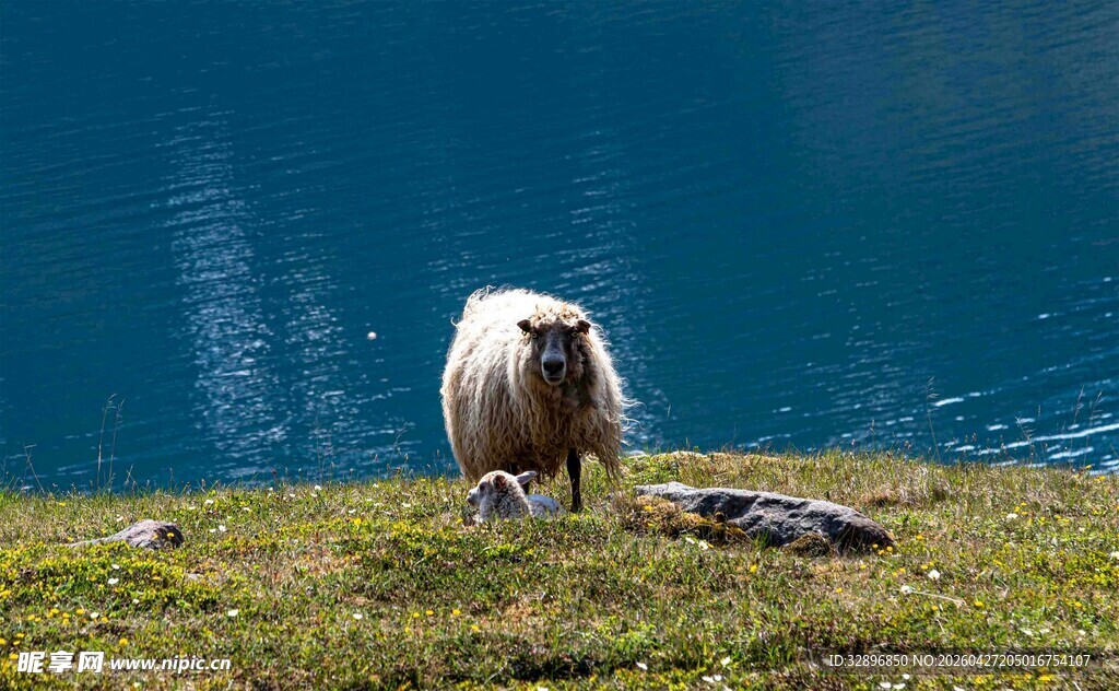 高山上的孤独绵羊