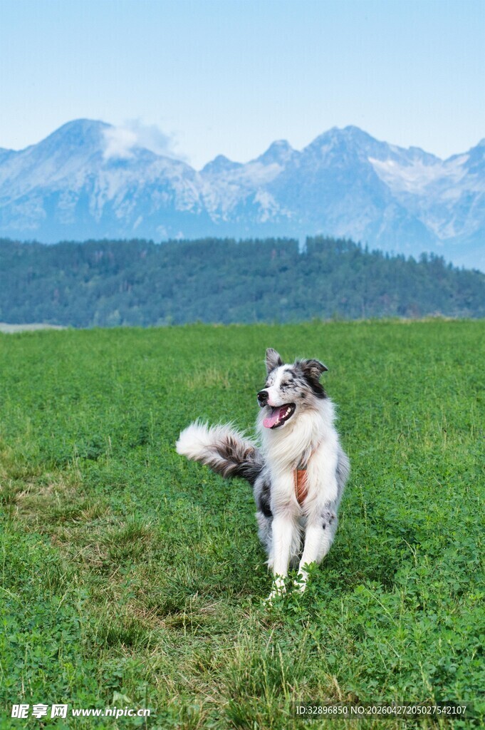 草原上欢快奔跑的牧羊犬