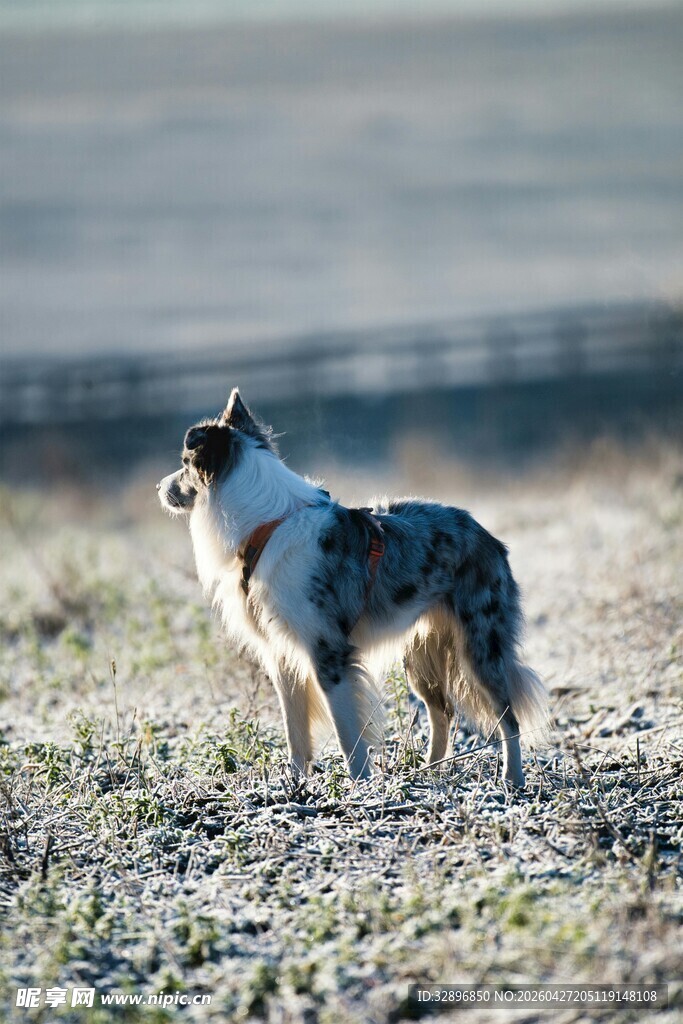 草地边站立的三色牧羊犬