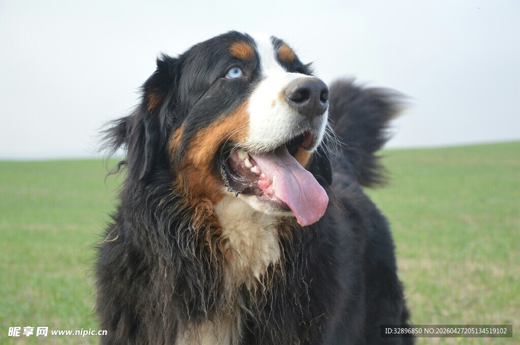 伯恩山犬在草地惬意瞬间