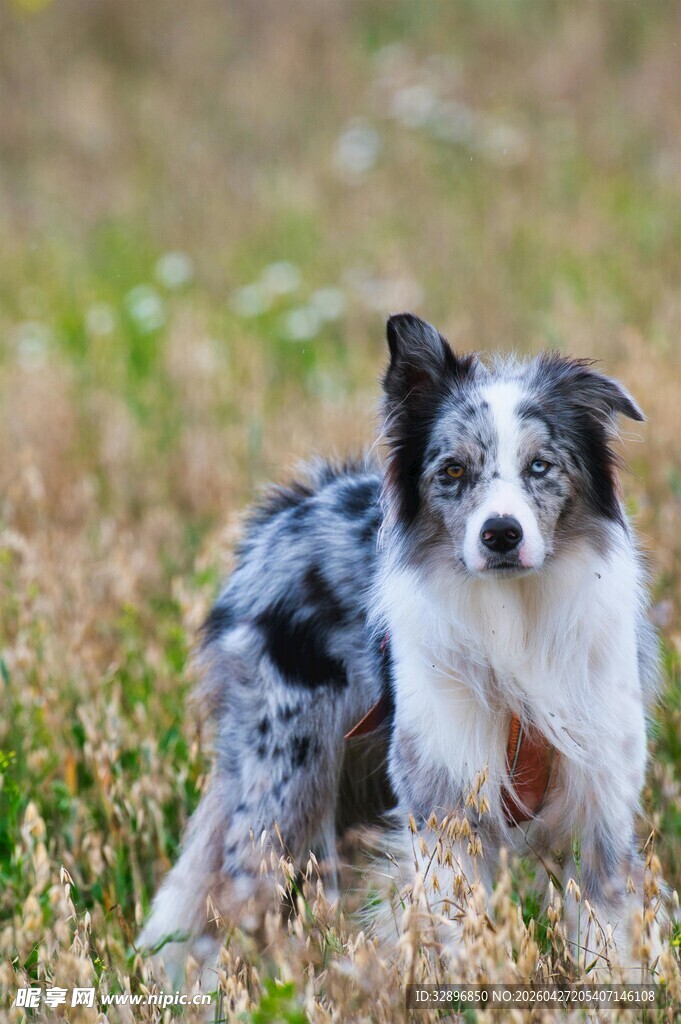 草地中的边牧犬