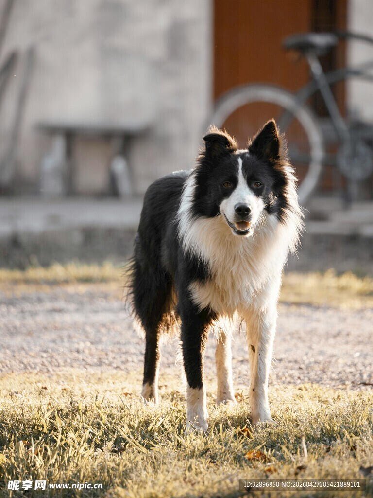 户外站立的黑白边牧犬