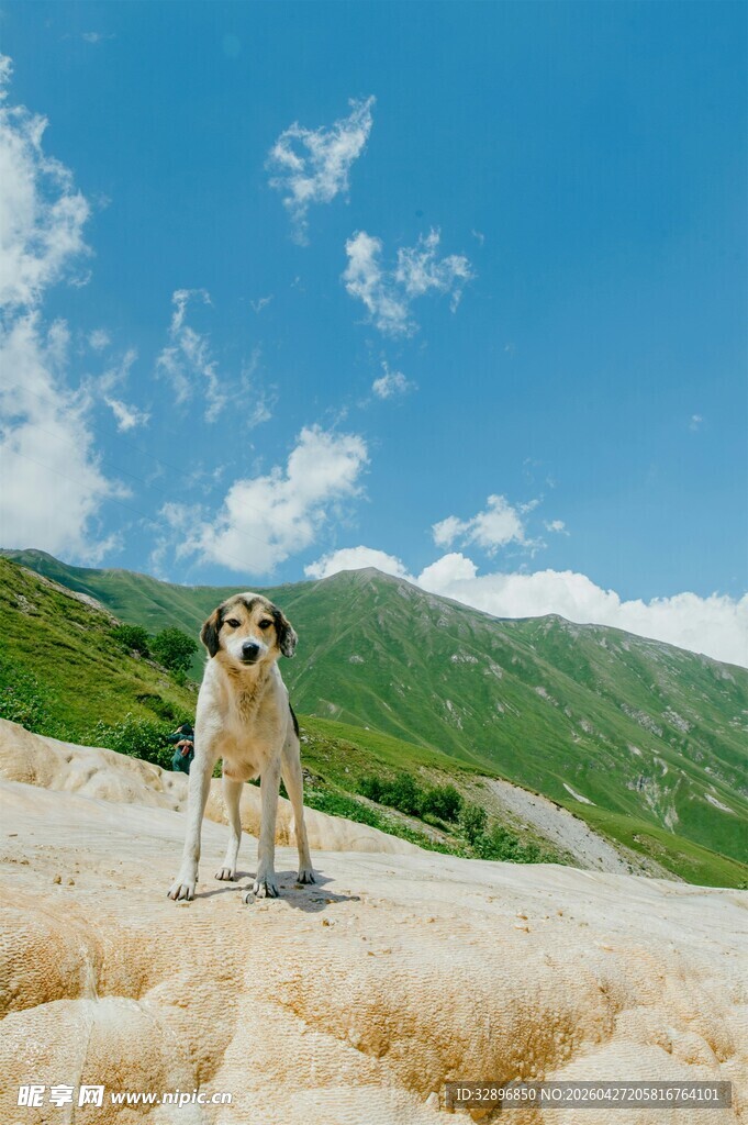 高山上的牧羊狗