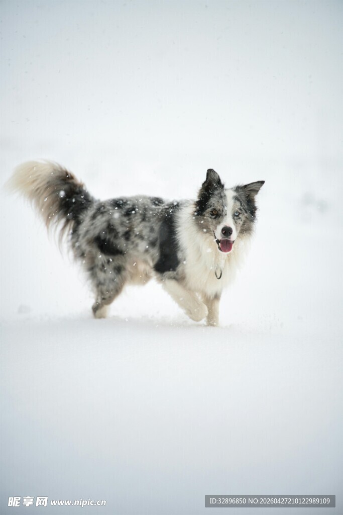 雪地中奔跑的斑点小狗