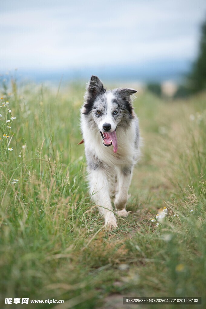 草地奔跑的可爱边境牧羊犬