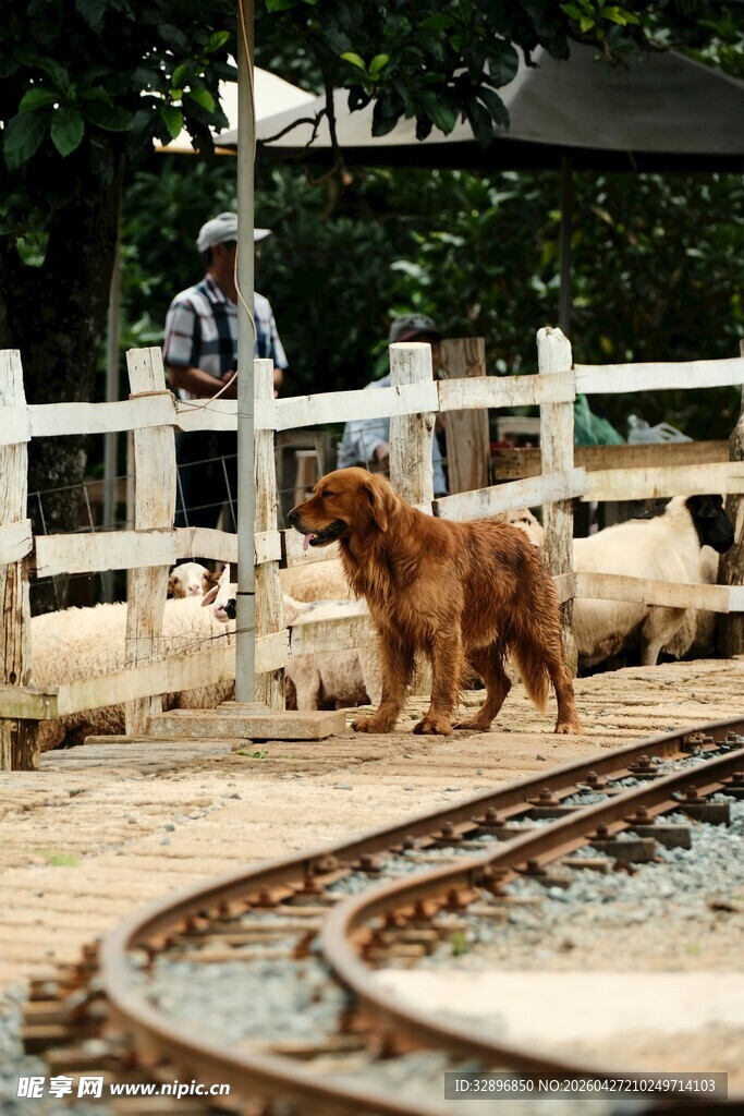 铁轨旁玩耍的棕色萌犬