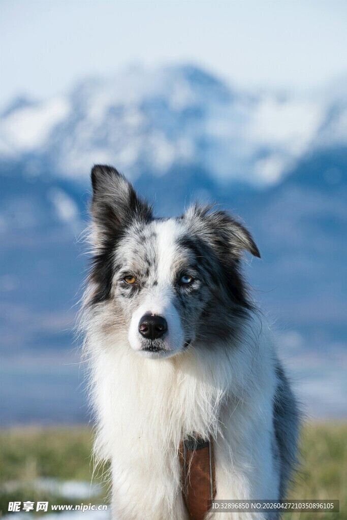 雪地中的帅气边境牧羊犬