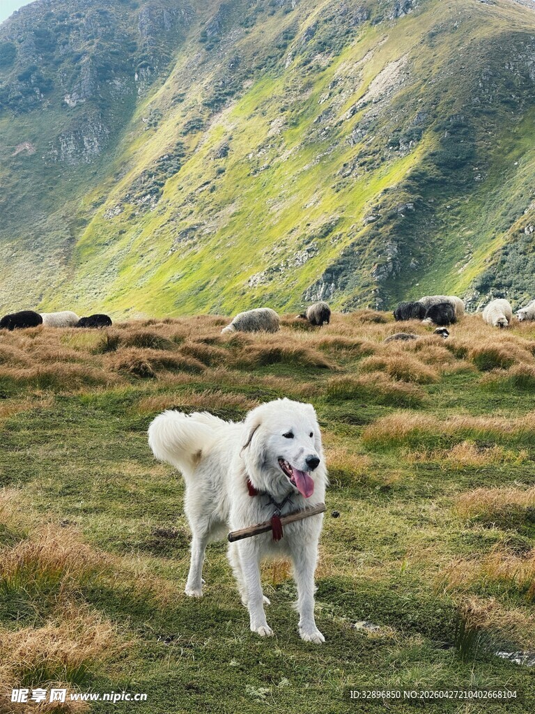 草地山景中叼棍的大白狗