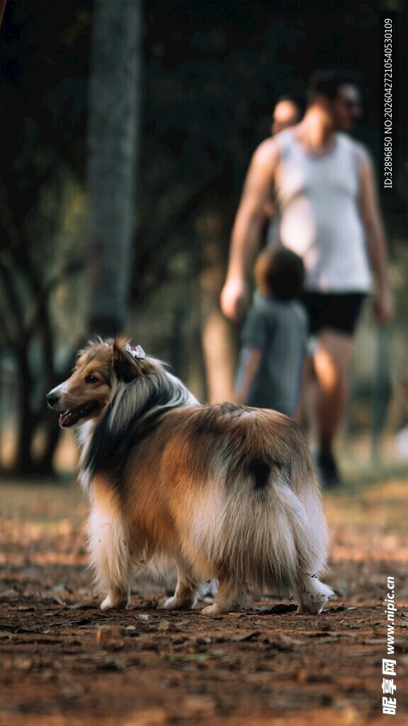 公园中漫步的可爱长毛犬