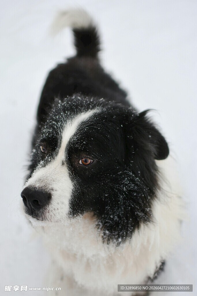 雪地中的黑白边牧