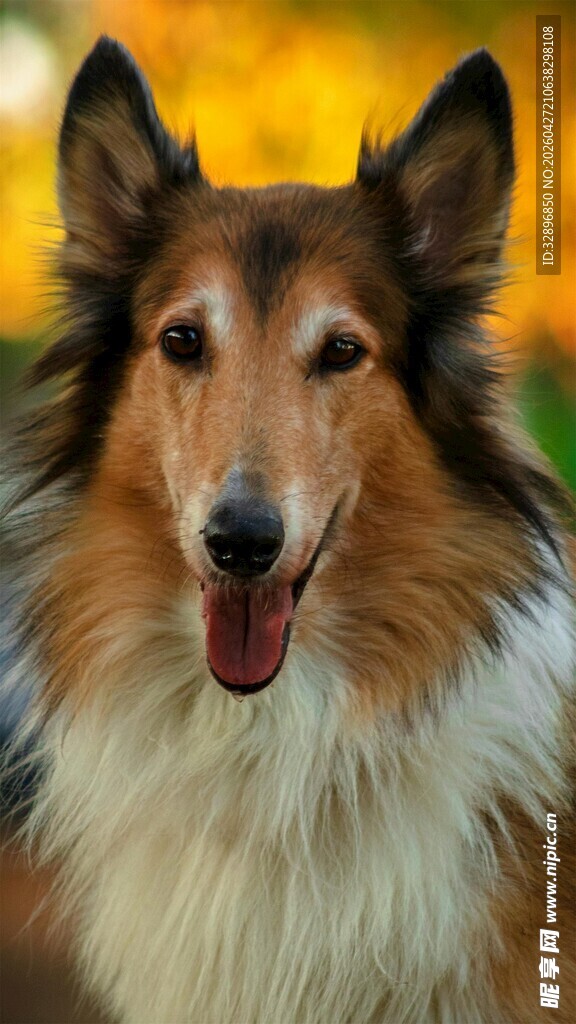可爱长毛牧羊犬咧嘴笑