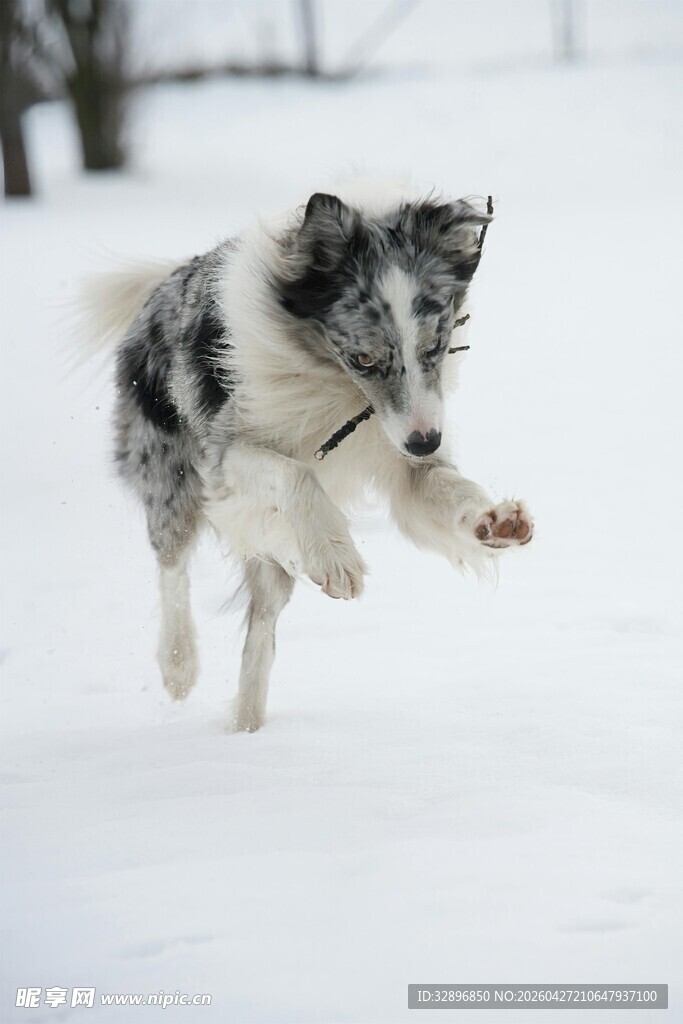 雪地中奔跑的活力狗狗