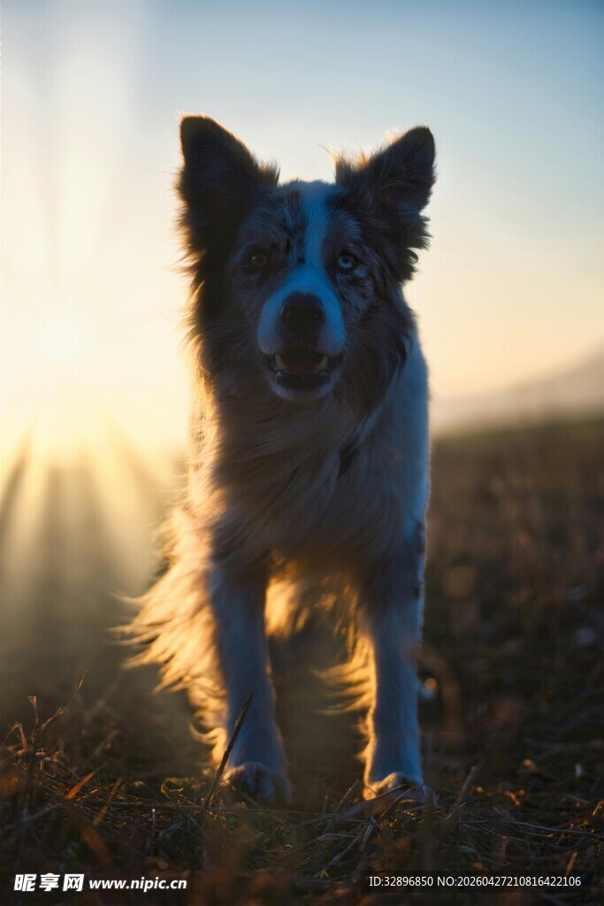 夕阳下奔跑的可爱狗狗