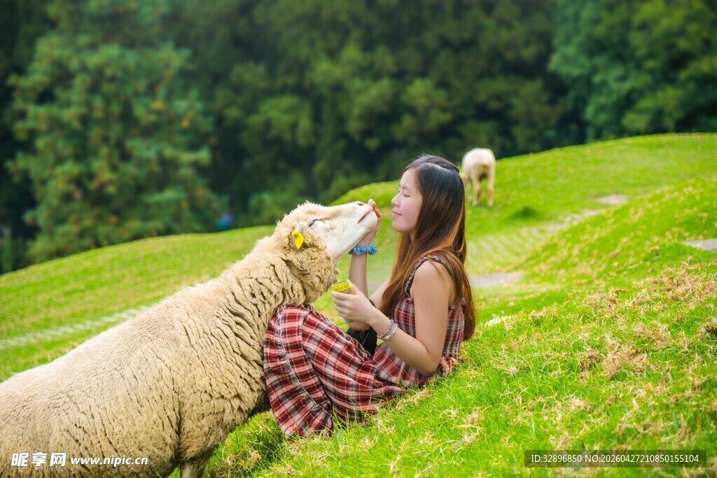 女孩与温顺绵羊的温馨时刻