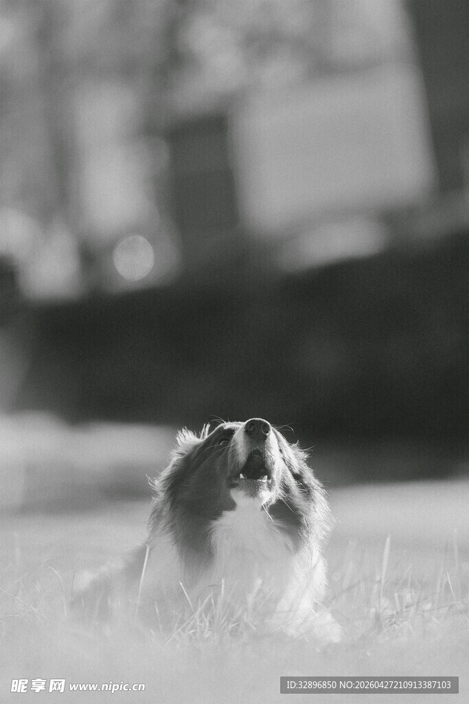 阳光下的可爱猫咪