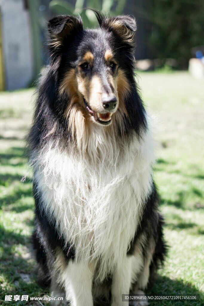 坐于草地的长毛牧羊犬