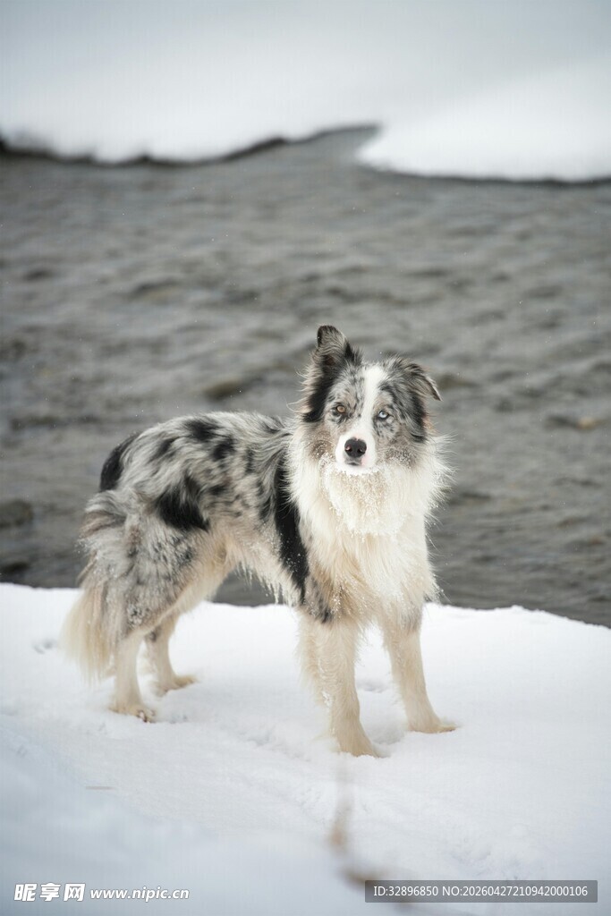 雪地中的斑点牧羊犬