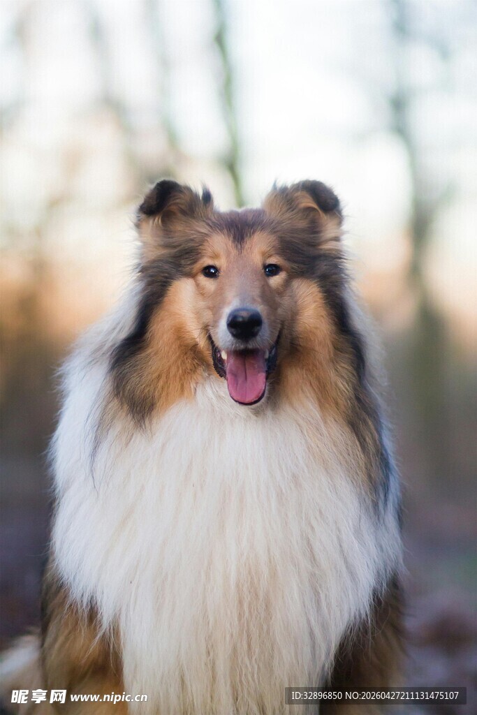 可爱长毛牧羊犬户外特写