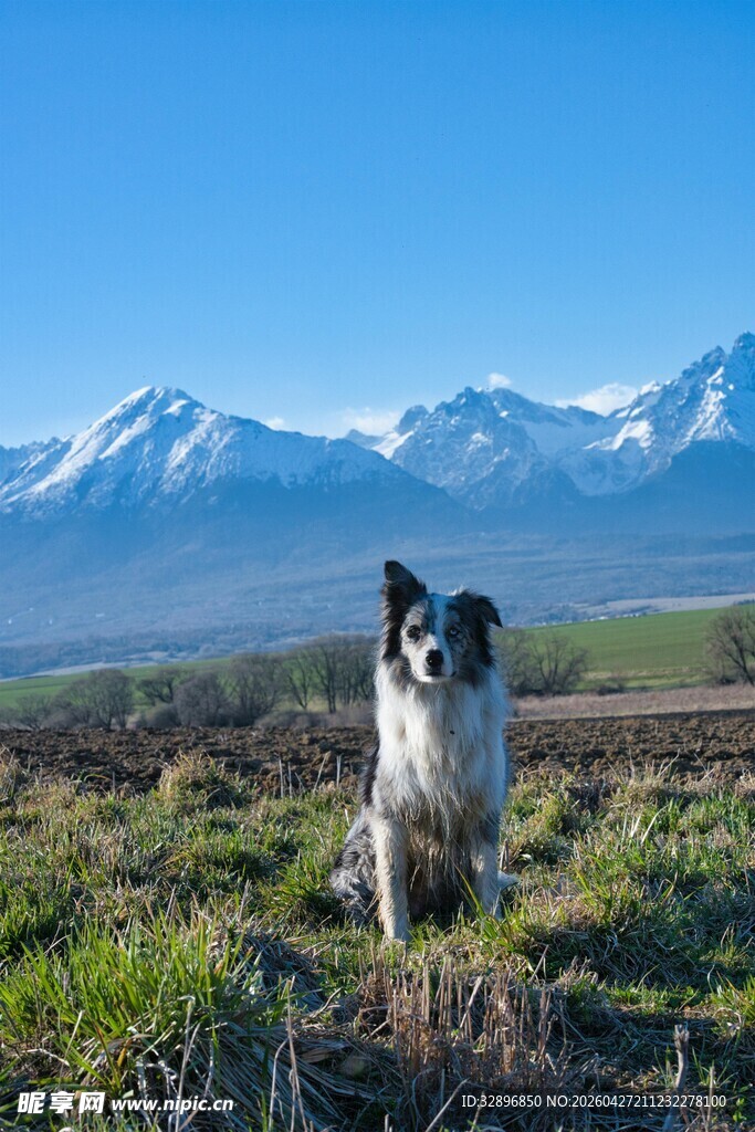 牧羊犬于雪山前草地眺望