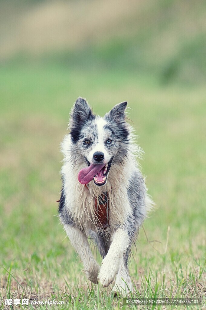 奔跑的边牧犬