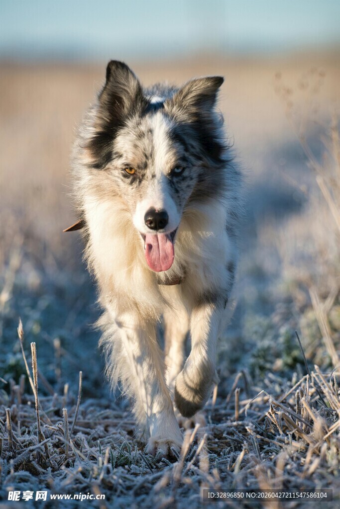 奔跑的牧羊犬