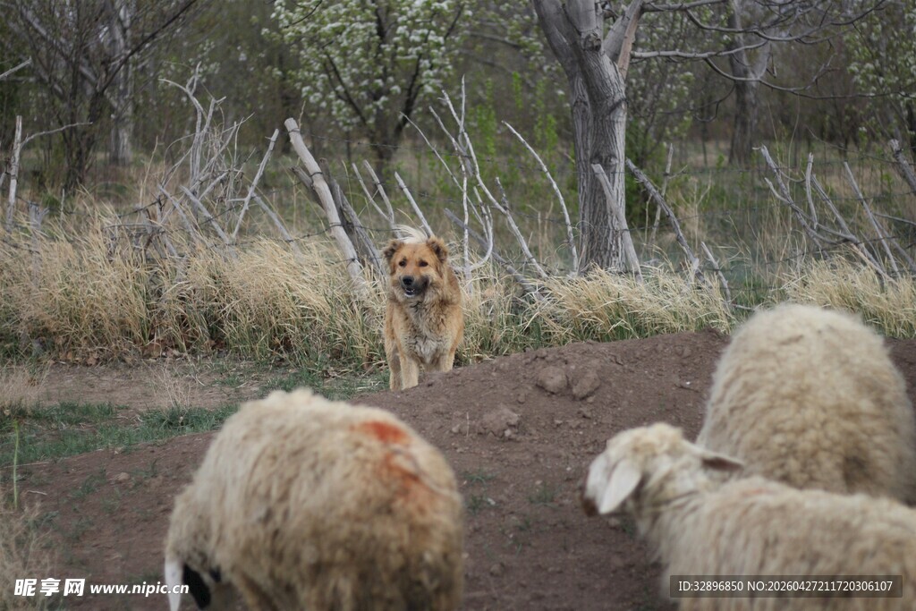 牧羊犬守护羊群于野外