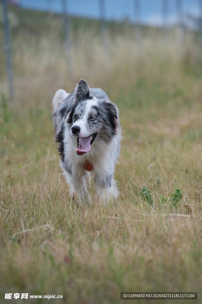 奔跑的边牧犬