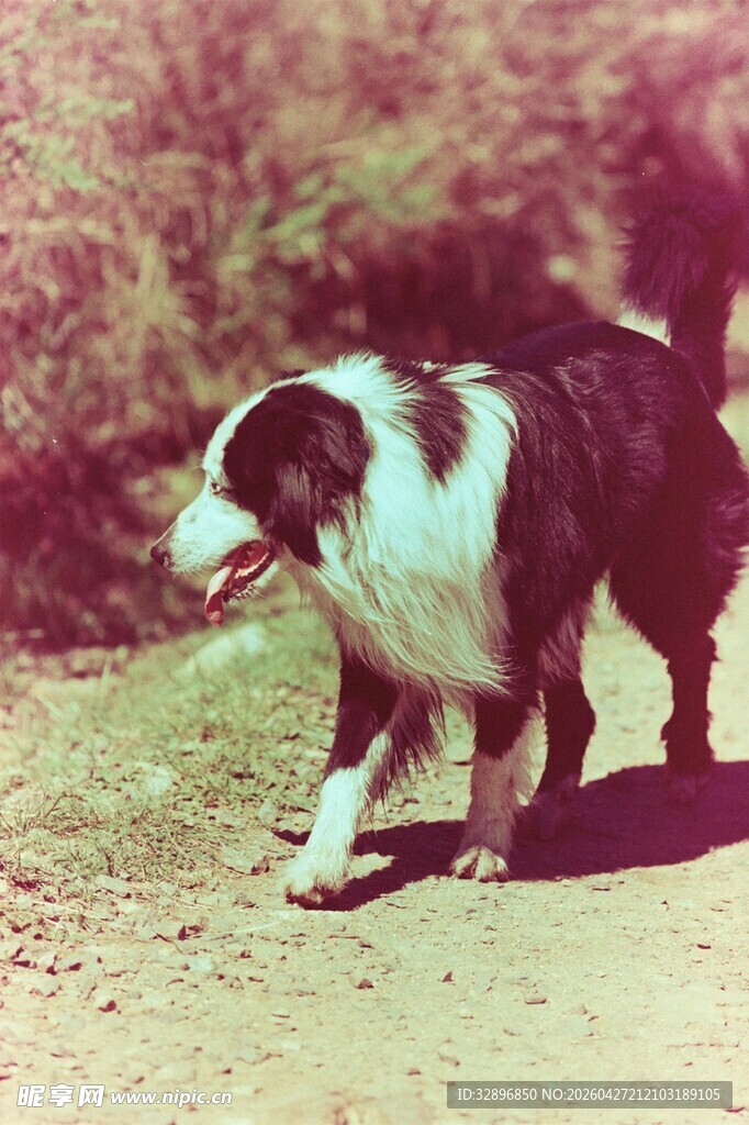 户外行走的黑白边境牧羊犬