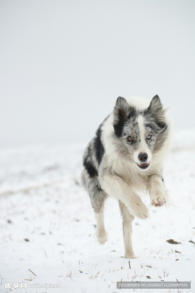 雪地中奔跑的边境牧羊犬