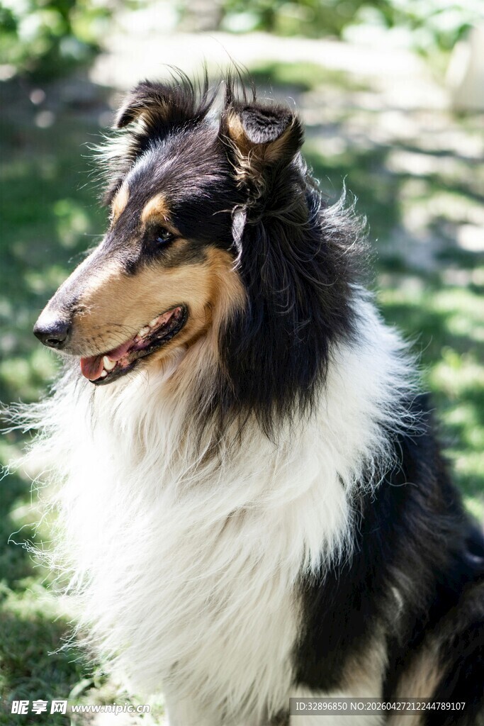 苏格兰牧羊犬户外特写