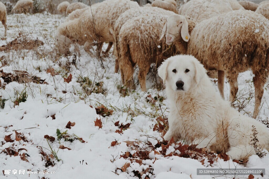 雪地中牧羊的可爱白犬