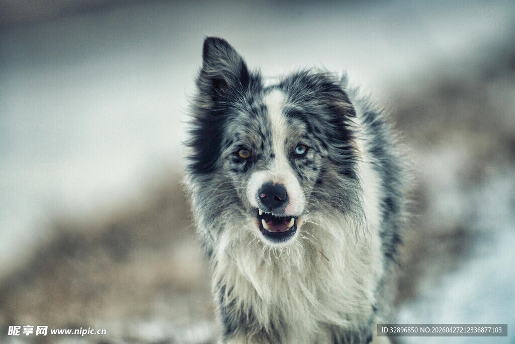 雪地中的边牧犬