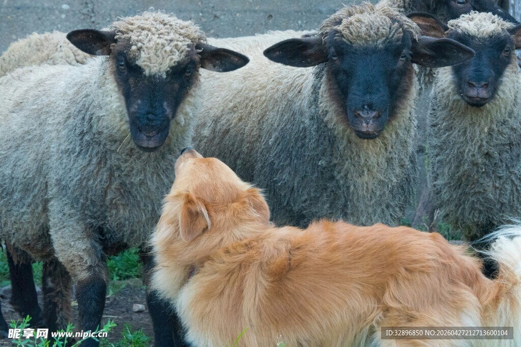 牧羊犬与羊群互动场景