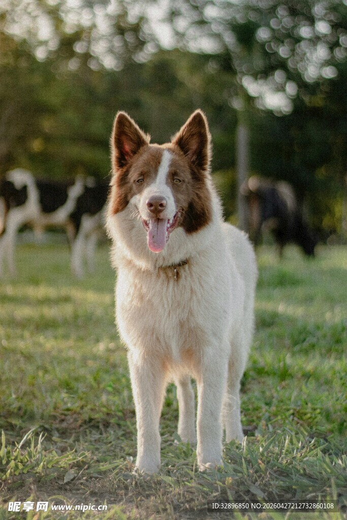 田园中的可爱边牧犬