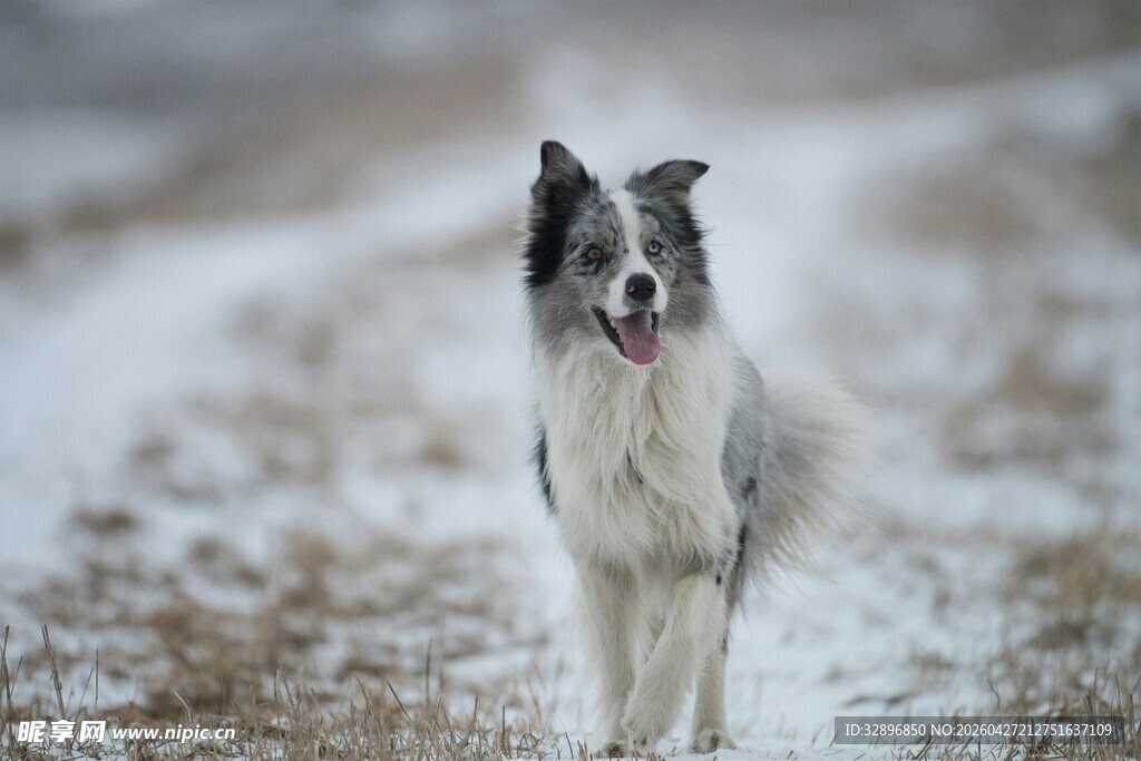 雪地中的边境牧羊犬