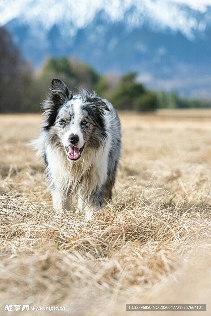 田野中奔跑的澳洲牧羊犬