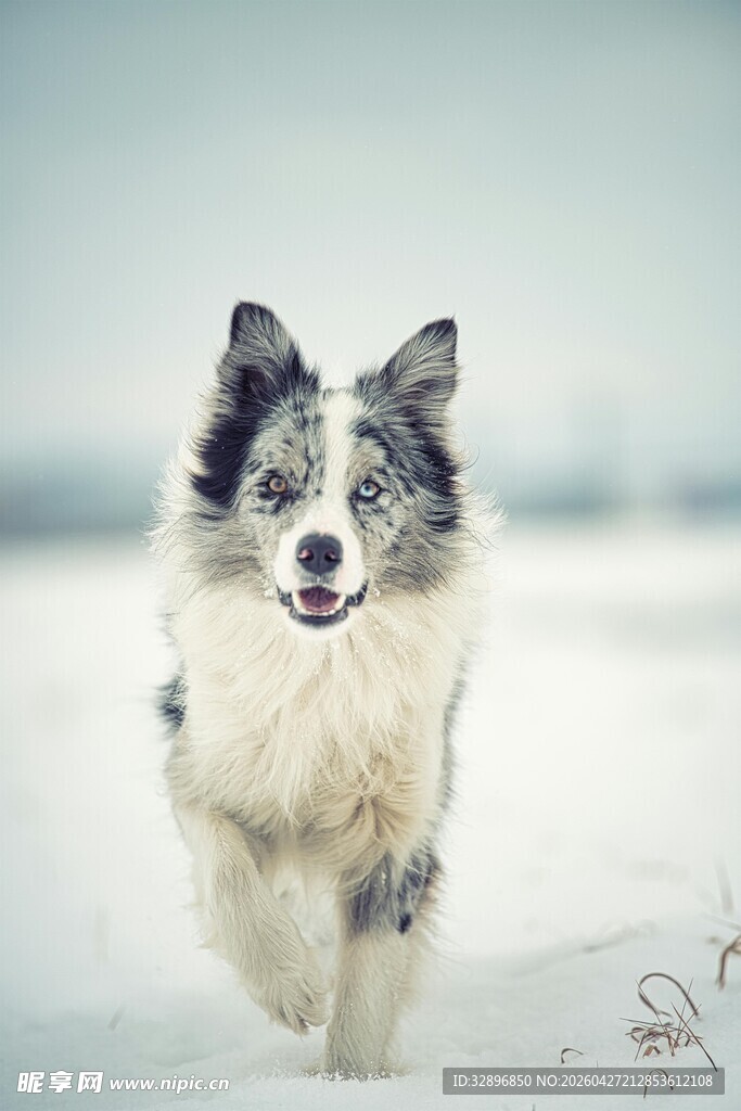 雪地中奔跑的可爱牧羊犬