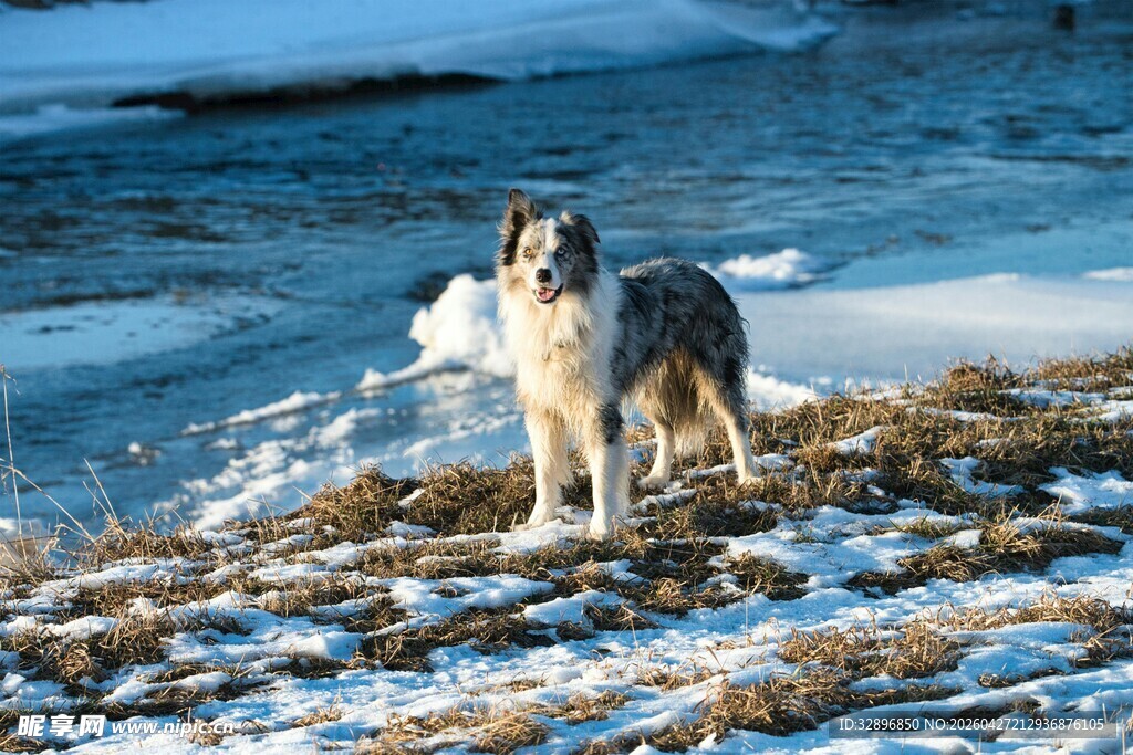 雪地中的站立牧羊犬