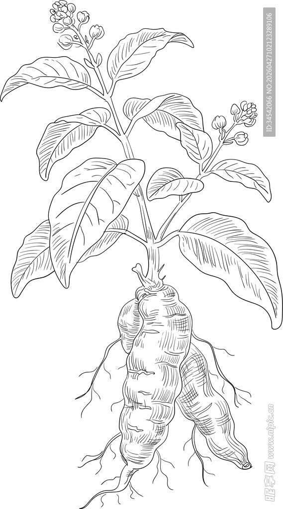 何首乌植株手绘图