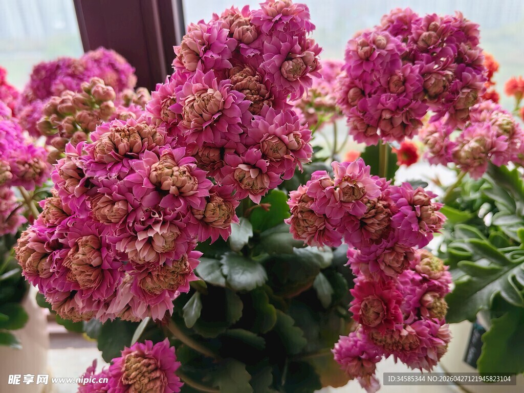 娇艳绣球花绽放