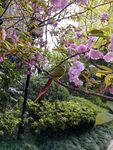 春日烂漫樱花树景