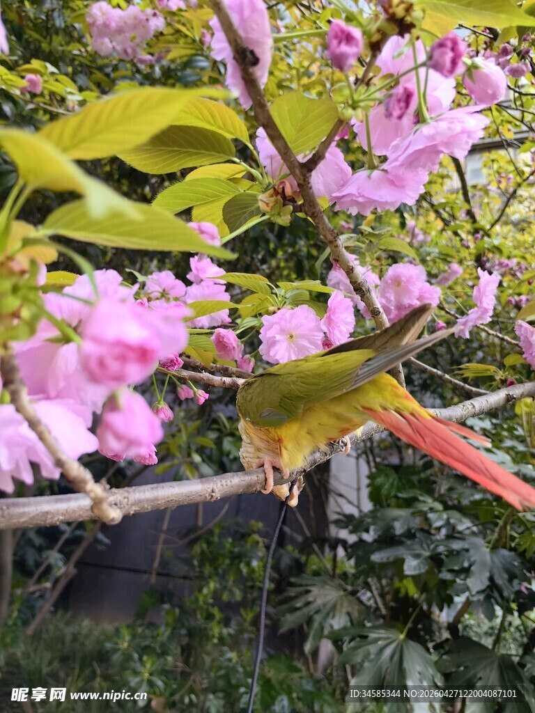 枝头粉花旁的艳丽鸟儿